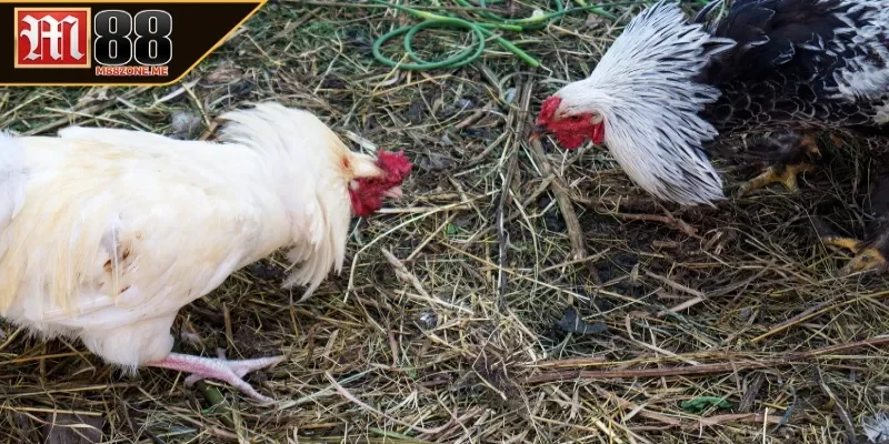 Đá gà campuchia nổi bật nhờ đâu