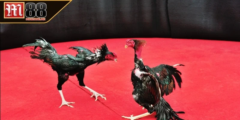 Lợi ích đá gà Campuchia ở M88
