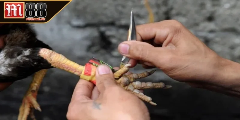 Sơ bộ đá gà cựa dao