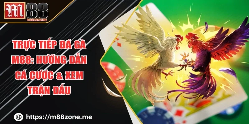 Trực Tiếp Đá Gà M88: Hướng Dẫn Cá Cược & Xem trận đấu
